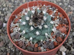 Turbinicarpus swobodae, pot 6,5 cm cites IA - 12409469