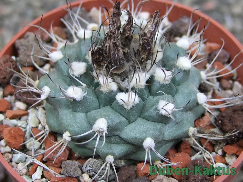 Turbinicarpus swobodae, pot 6,5 cm cites IA - 12409471