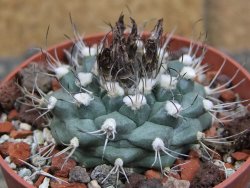 Turbinicarpus swobodae, pot 6,5 cm cites IA - 12409472