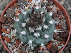 Turbinicarpus swobodae, pot 6,5 cm cites IA - 12409473