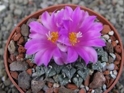 Ariocarpus kotschoubeyanus sladkovskii Rio Verde pot 6,5 cm