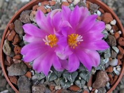 Ariocarpus kotschoubeyanus sladkovskii Rio Verde pot 6,5 cm - 12409483