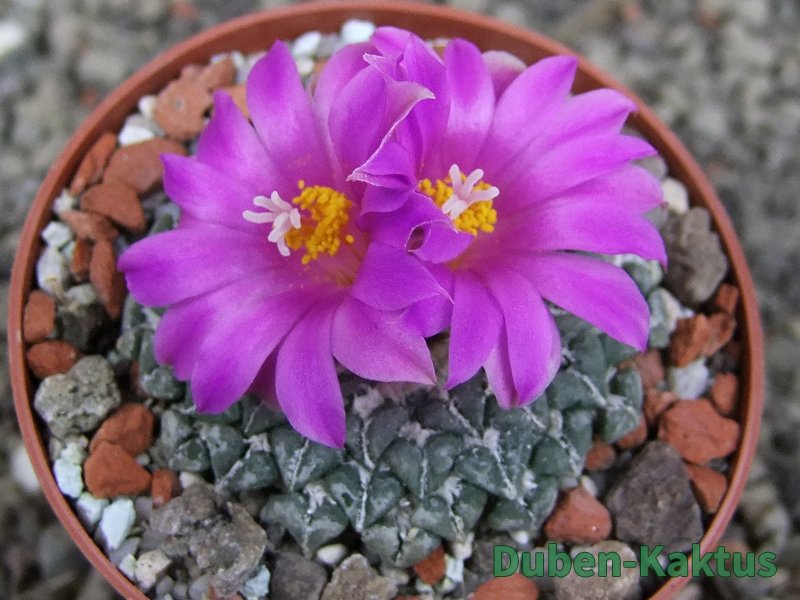Ariocarpus kotschoubeyanus sladkovskii Rio Verde pot 6,5 cm Ariocarpus kotschoubeyanus sladkovskii Rio Verde pot 6,5 cm