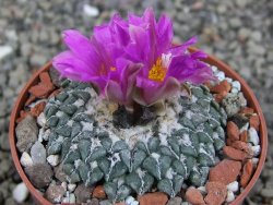Ariocarpus kotschoubeyanus sladkovskii Rio Verde pot 6,5 cm - 12409489