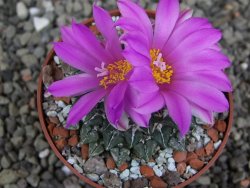 Ariocarpus kotschoubeyanus sladkovskii Rio Verde pot 6,5 cm