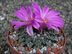 Ariocarpus kotschoubeyanus sladkovskii Rio Verde pot 6,5 cm - 12409491