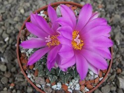 Ariocarpus kotschoubeyanus sladkovskii Rio Verde pot 6,5 cm - 12409492