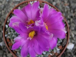 Ariocarpus kotschoubeyanus sladkovskii Rio Verde pot 6,5 cm - 12409499