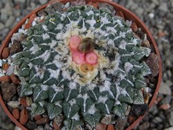 Ariocarpus kotschoubeyanus sladkovskii Rio Verde pot 6,5 cm - 12409500