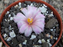 Ariocarpus kotschoubeyanus albiflorus Tula pot 5,5 cm