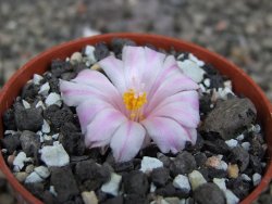 Ariocarpus kotschoubeyanus albiflorus Tula pot 5,5 cm - 12409512