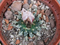 Ariocarpus kotschoubeyanus albiflorus Tula pot 5,5 cm - 12409515