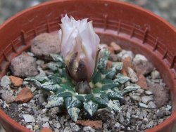 Ariocarpus kotschoubeyanus albiflorus Tula pot 5,5 cm - 12409516