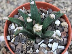 Ariocarpus agavoides pot 5,5 cm cites IA - 12409518