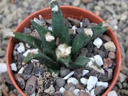 Ariocarpus agavoides pot 5,5 cm cites IA - 12409519