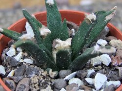 Ariocarpus agavoides pot 5,5 cm cites IA - 12409520