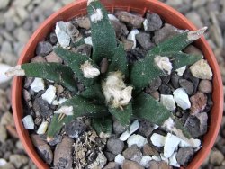 Ariocarpus agavoides pot 5,5 cm cites IA - 12409521