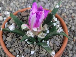 Ariocarpus agavoides pot 8 cm cites IA - 12409523