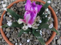 Ariocarpus agavoides pot 8 cm cites IA - 12409524