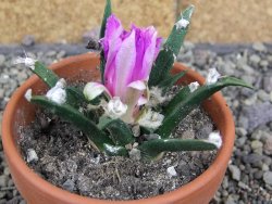 Ariocarpus agavoides pot 8 cm cites IA - 12409527