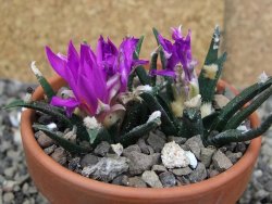 Ariocarpus agavoides 2 rostliny, květináč 8 cm cites IA