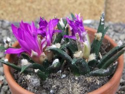 Ariocarpus agavoides 2 rostliny, květináč 8 cm cites IA - 12409534