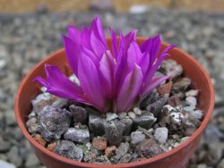 Ariocarpus kotschoubeyanus elephantidens Vista Hermosa pot 5,5 cm - 12409537