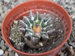 Ariocarpus kotschoubeyanus elephantidens Vista Hermosa pot 5,5 cm - 12409539