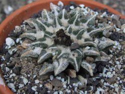 Ariocarpus kotschoubeyanus elephantidens Vista Hermosa pot 8 cm - 12409547