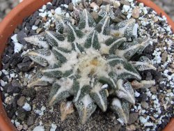 Ariocarpus kotschoubeyanus elephantidens Vista Hermosa pot 8 cm