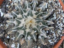 Ariocarpus kotschoubeyanus elephantidens Vista Hermosa pot 8 cm - 12409551