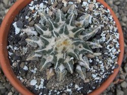 Ariocarpus kotschoubeyanus elephantidens Vista Hermosa pot 8 cm - 12409552