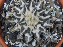 Ariocarpus kotschoubeyanus elephantidens Vista Hermosa pot 8 cm - 12409557