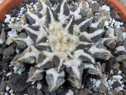 Ariocarpus kotschoubeyanus elephantidens Vista Hermosa pot 8 cm - 12409558