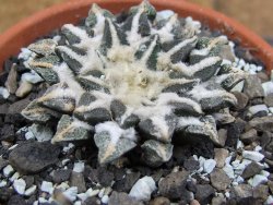 Ariocarpus kotschoubeyanus elephantidens Vista Hermosa pot 8 cm - 12409559