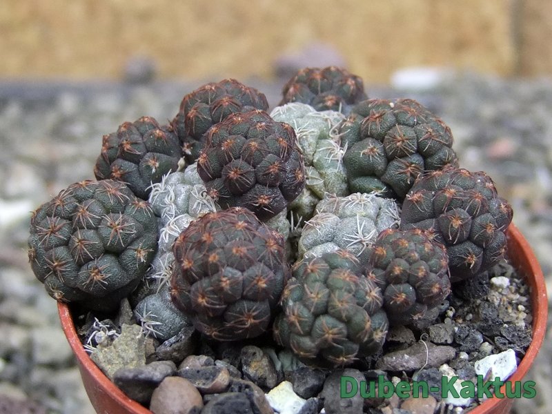 Puna bonniae pot 5,5 cm - 12409567