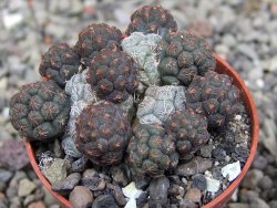 Puna bonniae pot 5,5 cm - 12409565