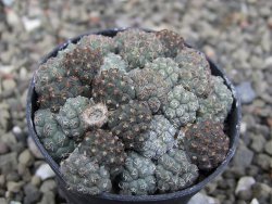 Puna bonniae pot 5,5 cm