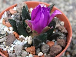 Ariocarpus scapharostrus Rayones, pot 5,5 cm
