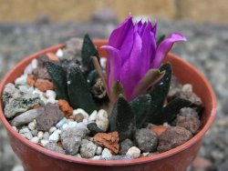 Ariocarpus scapharostrus Rayones, pot 5,5 cm - 12409581