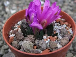 Ariocarpus scapharostrus Rayones, pot 5,5 cm