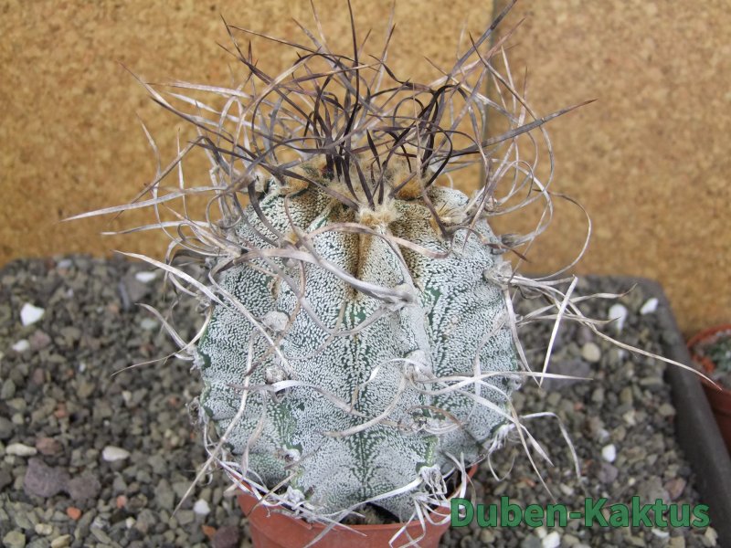 Astrophytum capricorne major, květináč 8,5 cm