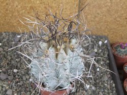 Astrophytum capricorne major, květináč 8,5 cm - 12409588