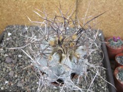 Astrophytum capricorne major, květináč 8,5 cm - 12409589