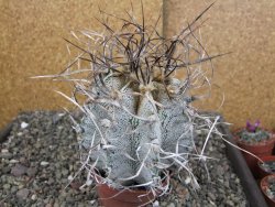 Astrophytum capricorne major, květináč 8,5 cm - 12409590