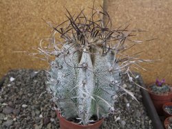 Astrophytum capricorne major, květináč 8,5 cm - 12409591