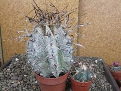 Astrophytum capricorne major, květináč 8,5 cm - 12409592