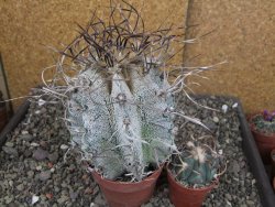 Astrophytum capricorne major, květináč 8,5 cm - 12409593