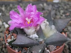 Ariocarpus confusus PP 420 Aramberi NL 6,5 cm Cites IA