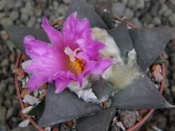 Ariocarpus confusus PP 420 Aramberi NL 6,5 cm Cites IA - 12409596